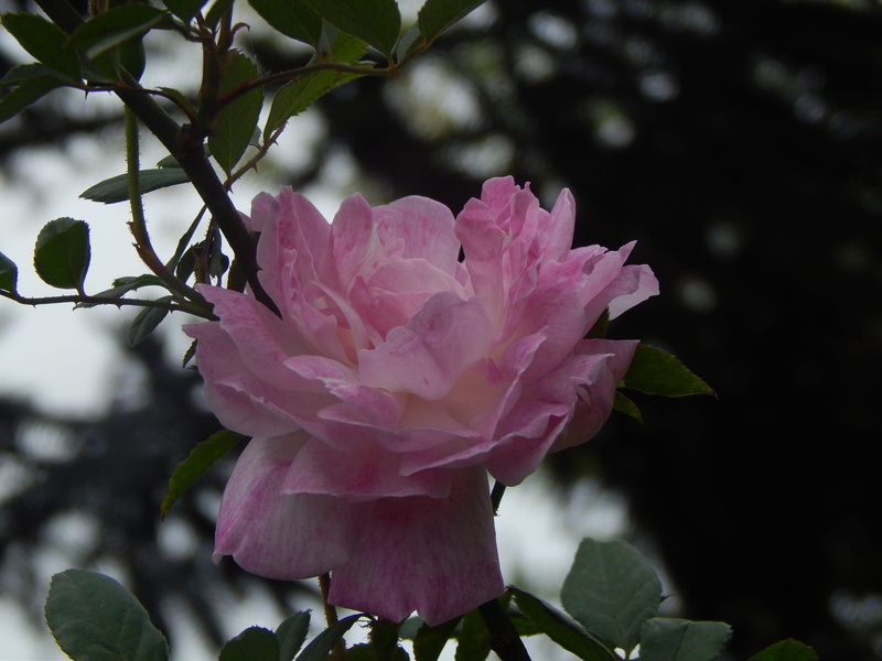 rosa, fragility, pink color, flower head, springtime, flower, close-up, growth, 4K, petal, flowering plant, plant, pink petals, outdoors, focus on foreground