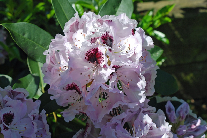 flower head, 4K, day, inflorescence, beauty in nature, growth, rhododendron, nature, focus on foreground, freshness, petal, close-up, plant, pollen, fragility