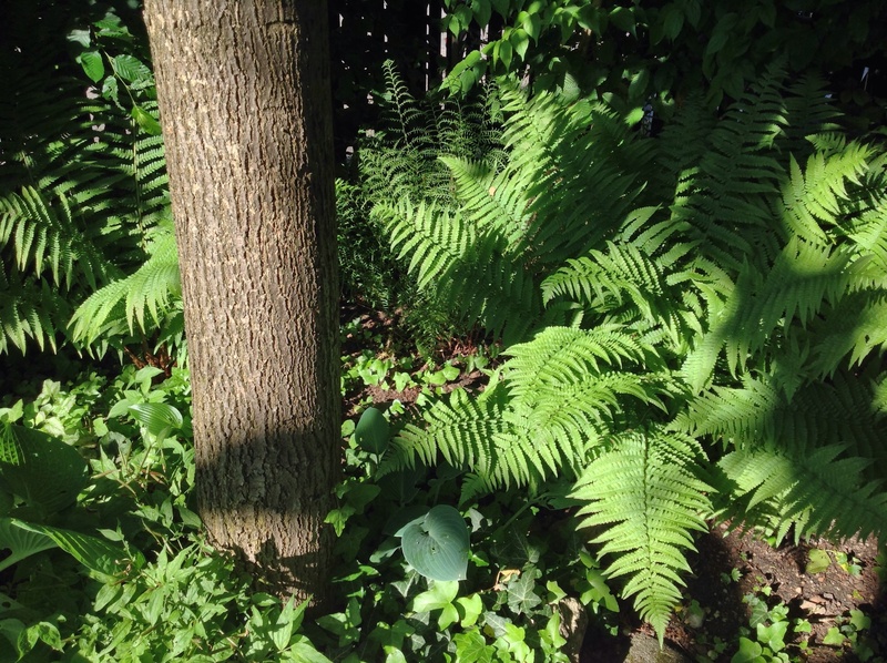 foliage, bed, plant, linden, tranquility, linde, shady, leaf, day, plant part, fern, tree, garden, sunny, penumbra, bamboo - plant, close-up, green Color