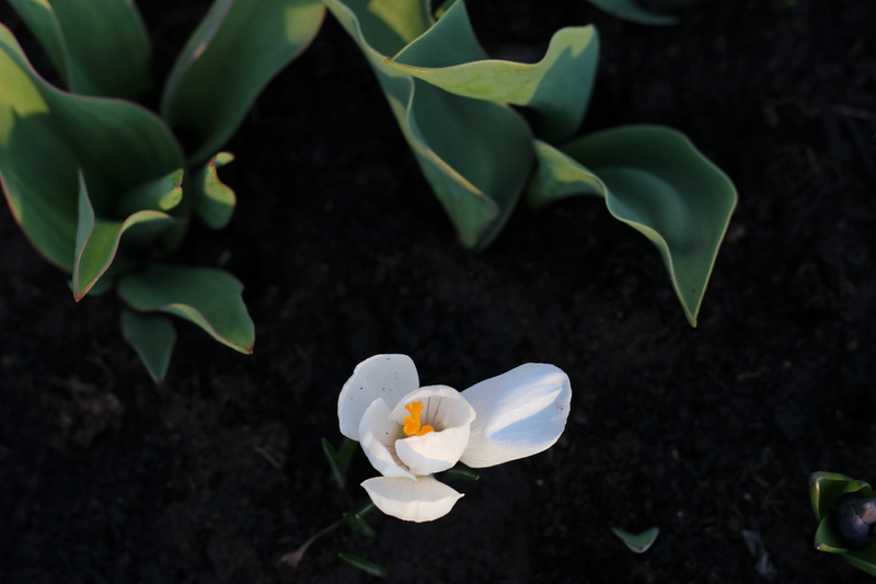 petal, white color, spring, light, field, penumbra, leaf, flowers, flower head, flower, fragility, plant part, inflorescence, freshness, flowering plant
