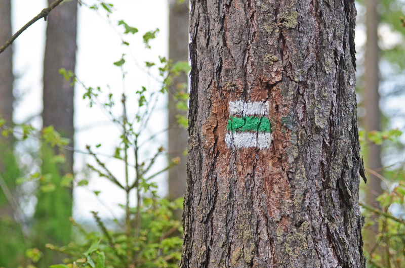 coniferous tree, day, focus on foreground, wood, tree trunk, nature, communication, extraction, no people, symbol, view, emotion, 4K, plant bark, forest