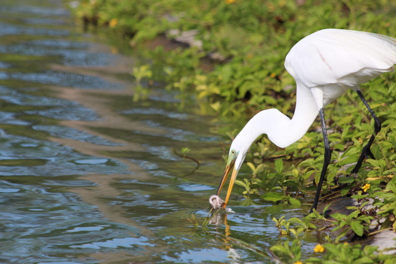 great egret, beak, feathered race, animal head, plant, heron, green background, nature, 5K, lake, white color, egret, extraction, one animal, vertebrate