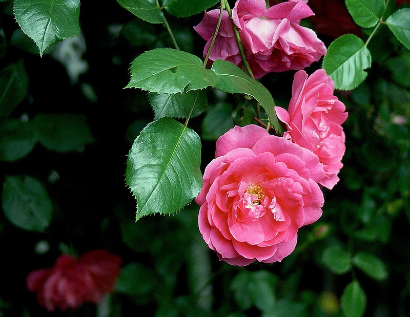 rose petals, plant part, bloom, the stem, rosebush, outdoors, freshness, shaded, petal, focus on foreground, 2K, day, flora, pink color, pink, the delicacy