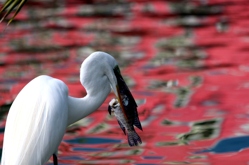 water, beak, heron, ardea alba, food, no people, 2K, lake, animal wildlife, fish, water bird, catch, long-legged, animal body part, day, close-up, animal