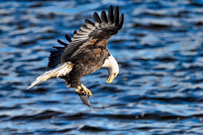 fishing, spray, eagle, Flying, fish, predator, R5, bird, wings, Extraction, 1080P