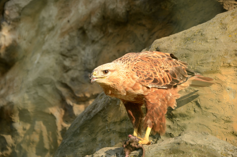 bird of prey, Golden Eagle, animals in the wild, animal wildlife, outdoors, rock, looking away, close-up, animal, brown, one animal, rock - object, Beak