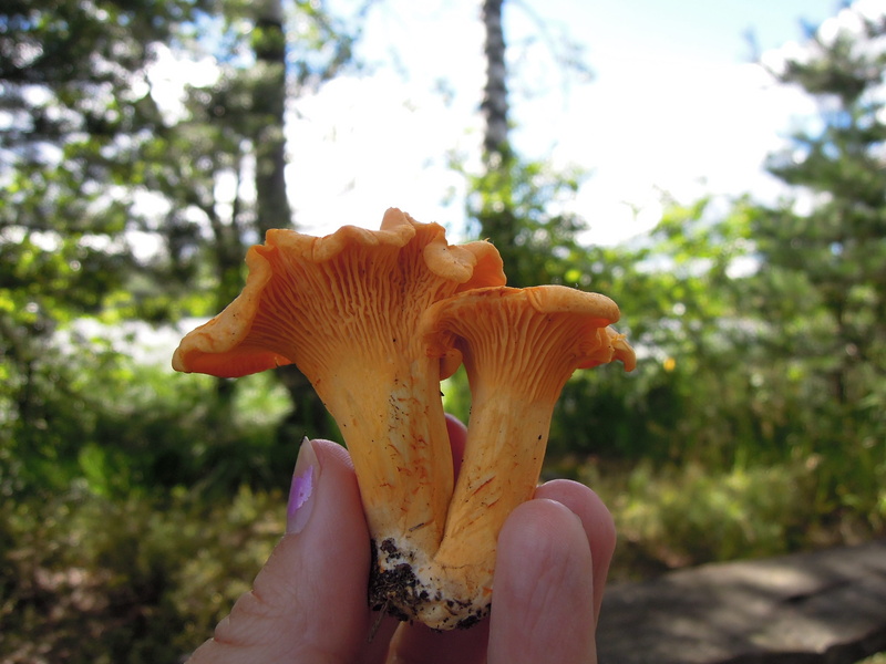 hand, extracted from the fungus, unrecognizable person, one person, mushroom gills, real people, personal perspective, close-up, chanterelle, foot fungus