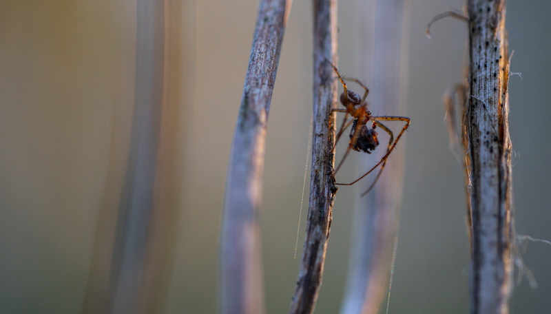 zoology, arthropod, animal wildlife, close-up, insect, plant, no people, invertebrate, focus on foreground, animal, selective focus, macro, beauty in nature