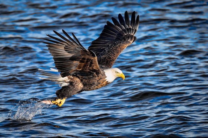fish, eagle, fishing, Flying, spray, wings, 1080P, predator, Extraction, bird
