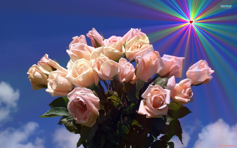 rose, pink, nature, lovely, heart, pretty, 1080P, bouquet, roses, spring, nature and landscapes, colorful light, love