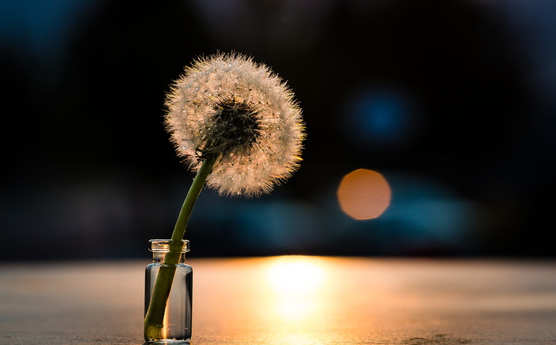 withered, tabletop, reflection, backlight, vial, outdoors, water, flowering plant, still life, fragility, nature, clear, bottle, plant, mini vase, sky