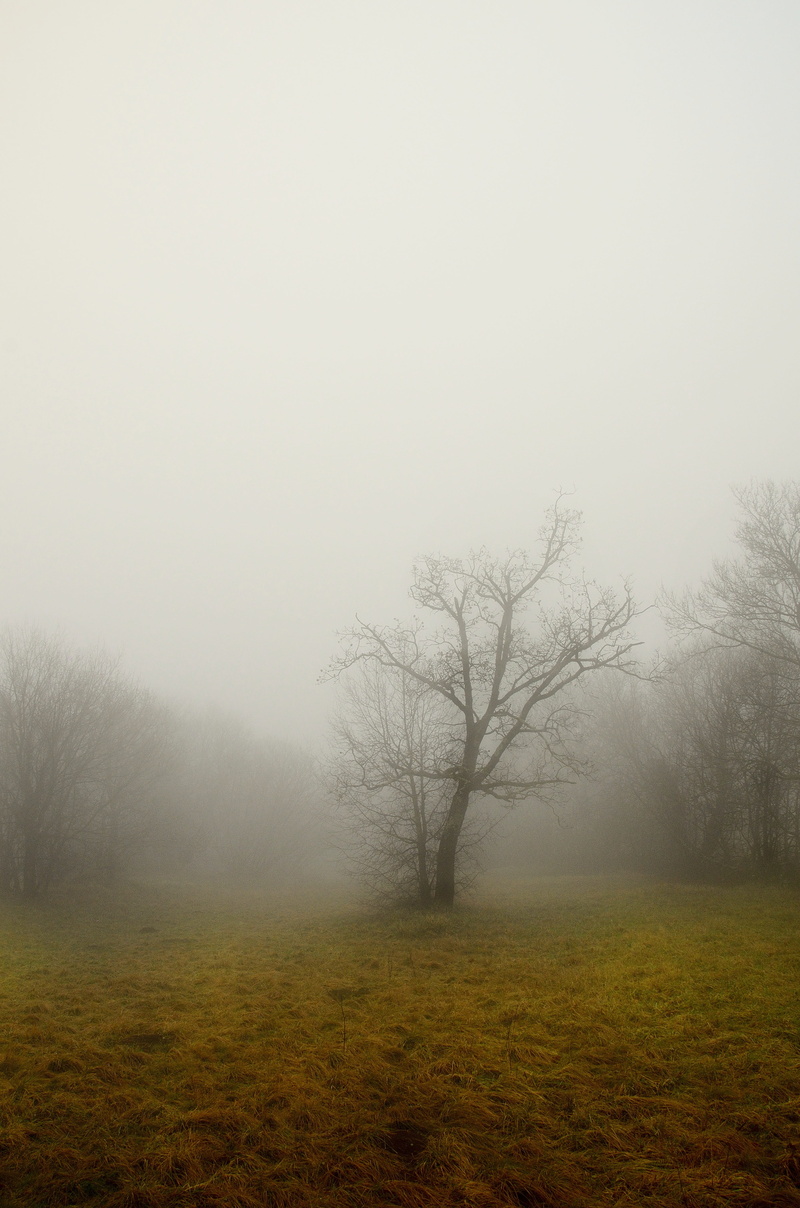 forest, environment, fog, into the woods, tree branches, walk, landscape, twisted branches, autumn, hazy, italy, leaves, tranquility, land, mountain, bare
