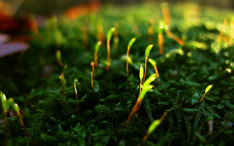 hd, abstract, x, closeup, 1080P, close-up, depth, photography, field, nature, art, Green, macro