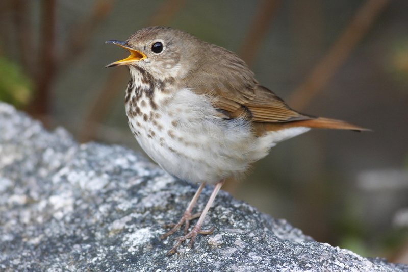 animals, thrush, 1080P, hermit
