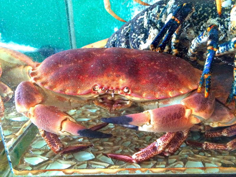Probe, crustacean, sea animal, creature, underwater, animal wildlife, crab, food and drink, undersea, mosaic, exotic, no people, sea life, underwater world
