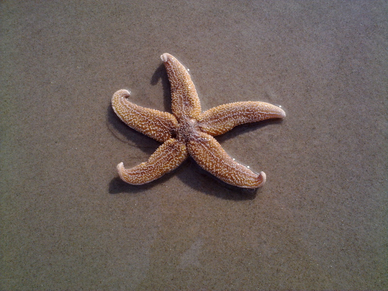 animal Shell, animal wildlife, starfish, vacations, beach, land, asterias rubens, no People, Common Starfish, nature, animals in the wild, common, summer