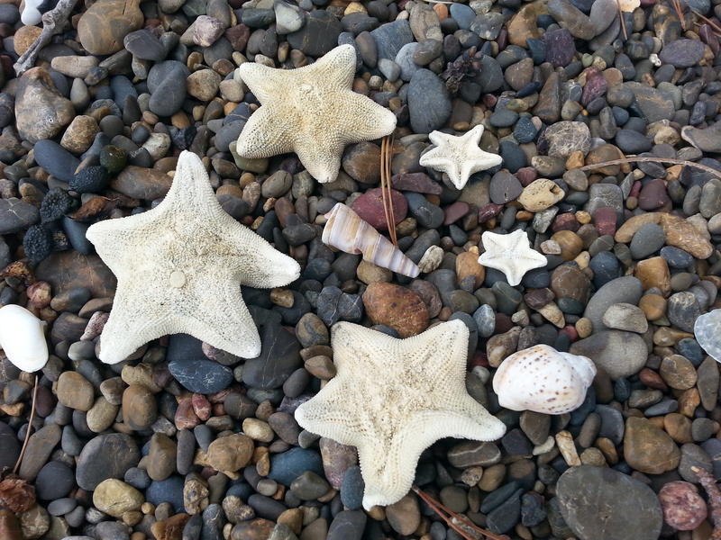 large group of objects, abundance, shape, vacations, animal Shell, shore, summer, Seashore, close-up, christmas, sea Life, Nature, shell, stone, outdoors