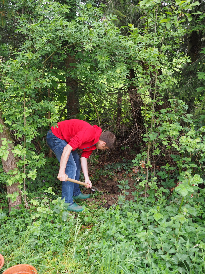 nature, tree, leisure activity, plant part, human, nursery, bending, manual Worker, people, beauty in nature, Spade, day, men, outdoors, one Person, lifestyles