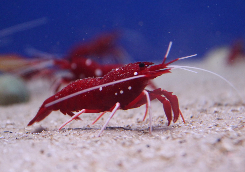 crustacean, red, land, cancer, animals in the wild, animal themes, close-up, claw, crustaceans, ocean, animal wildlife, marine, undersea, crab, aquarium