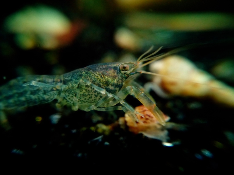seafood, 4K, food and drink, animal themes, animal wildlife, shellfish, indoors, dwarf crayfish, underwater, one animal, black background, cancer, no people
