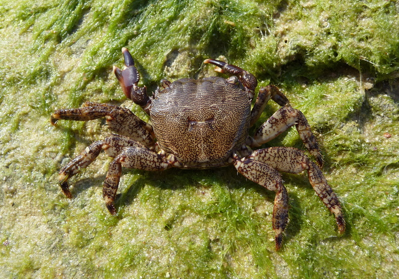 animals in the wild, animal themes, grapsidae, marine, decapoda, crab, square crab, animal, cancer, unusual, no people, animal wildlife, outdoors, plant