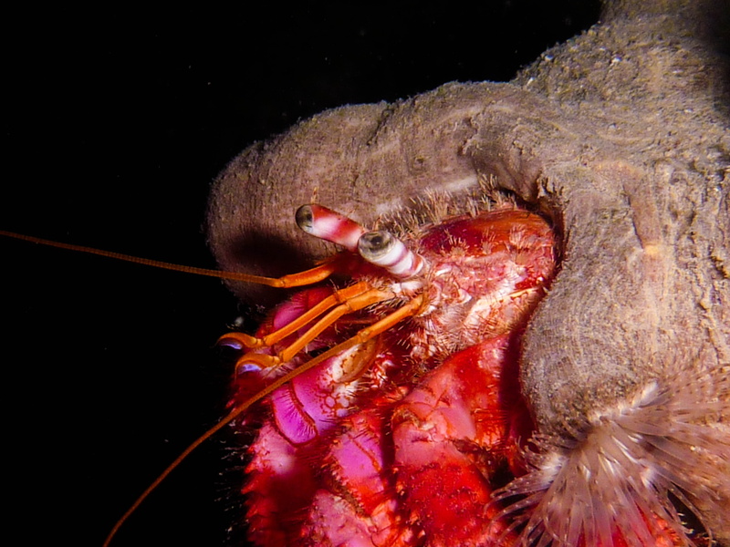 mouth, eyes, animal eye, fish, shellfish, close, animal mouth, sea life, animal head, nature, creature, mouth open, sea, diving, macro, water, no people