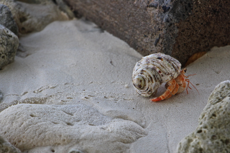 no people, animal, cancer, nature, marine, crab, sand, go, animal themes, sea, one animal, land, close-up, beach, hermit crab, sea life, 5K, outdoors