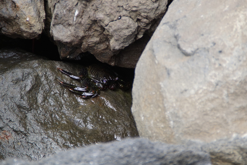 mammal, cancer, sea, rock, marine, lizard, rock - object, solid, hide, animal, stones, day, one animal, outdoors, coast, water creature, hidden, nature