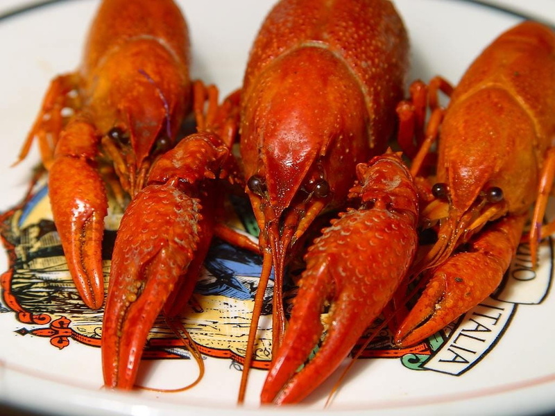orange color, seafood, shear, 480P, expensive, delicious, food, freshness, luxury, dinner, lobster, boiled, crockery, healthy eating, high angle view