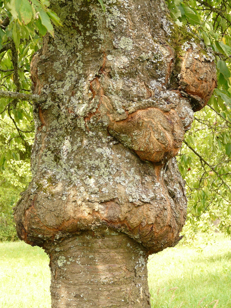 fruit tree cancer, 2K, focus on foreground, nature, forest, day, rock, beauty in nature, outdoors, close-up, animal wildlife, solid, plant, wood, cherry