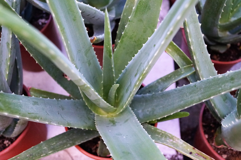 plant part, growth, herbal medicine, thorn, no people, tropics, green, Vitamin, cactus, green color, caribbean, Aloe Vera, serum, 5K, succulent plant