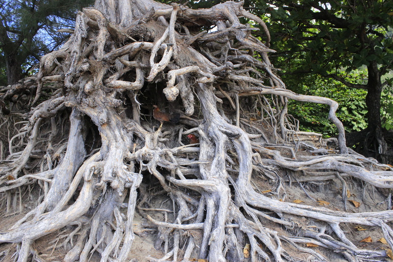 closeup, beauty in nature, ecology, tangled, 5K, fall, roots, old, season, tree trunk, complexity, tree, rope, dry, horticulture, dead, nature, pattern