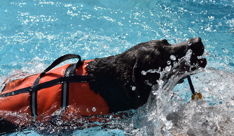 pool, animal, animal themes, mouth open, wet, pets, vertebrate, one animal, sea, outdoors, canine, day, water, no people, splashing, nature, motion, domestic