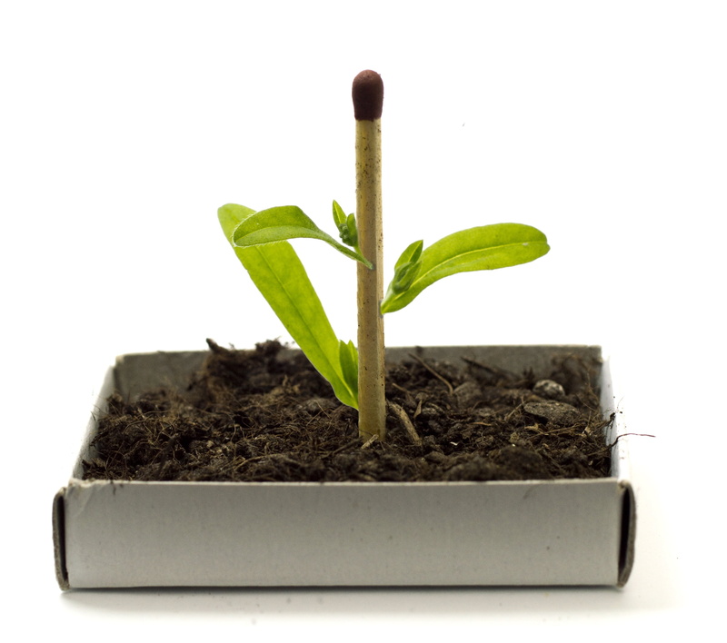 gardening, white background, seedling, growth, studio shot, growing, planting, biotechnology, dirt, 4K, nature, new life, no people, science, food, close-up