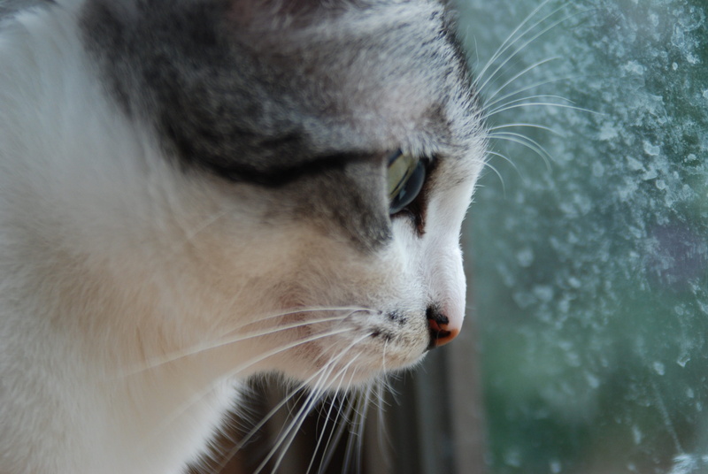 japan cat, animal themes, whisker, looking, mackerel pattern, animal eye, mammal, animal, sabaneko, 4K, face, pets, cat, creature, cute, animal body part