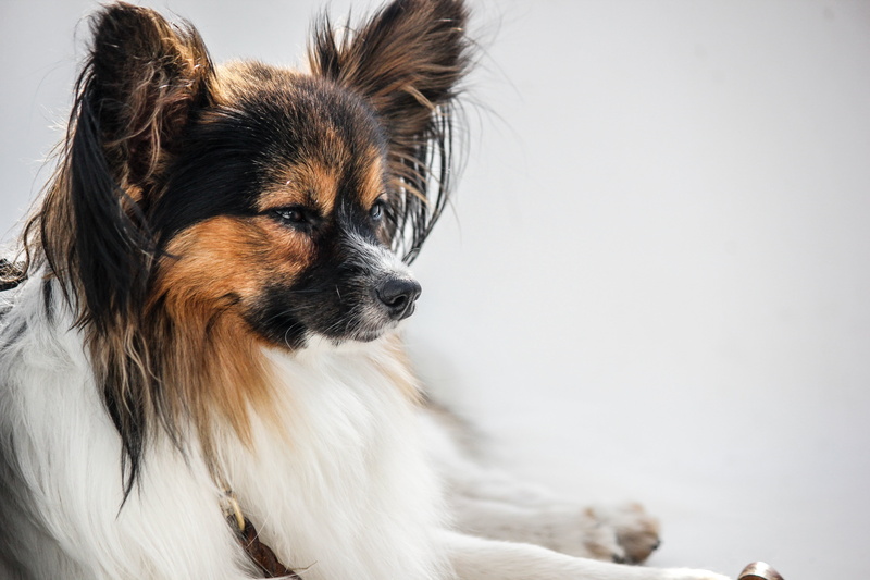 white background, cute, prick ears, hair, pet, no people, brown, canine, purebred Dog, lap dog, animal hair, one animal, papillon, copy space, background