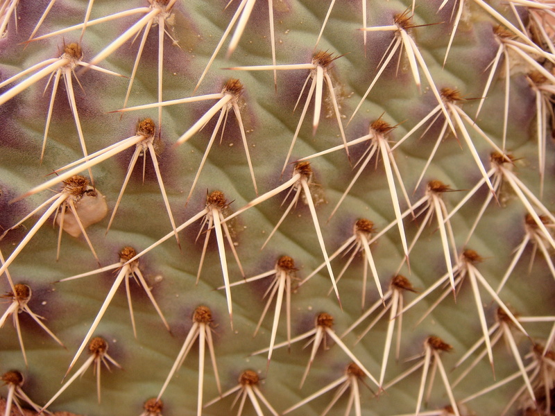 sign, beauty in nature, nature, pricks, day, thorn, spiked, spiky, Desert, warning sign, sharp, full frame, no people, growth, pattern, green color, Au