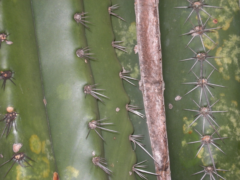 plant, full frame, beauty in nature, backgrounds, close-up, day, cactus prick, growth, sign, 2K, succulent plant, no people, botany, thorn, nature, outdoors