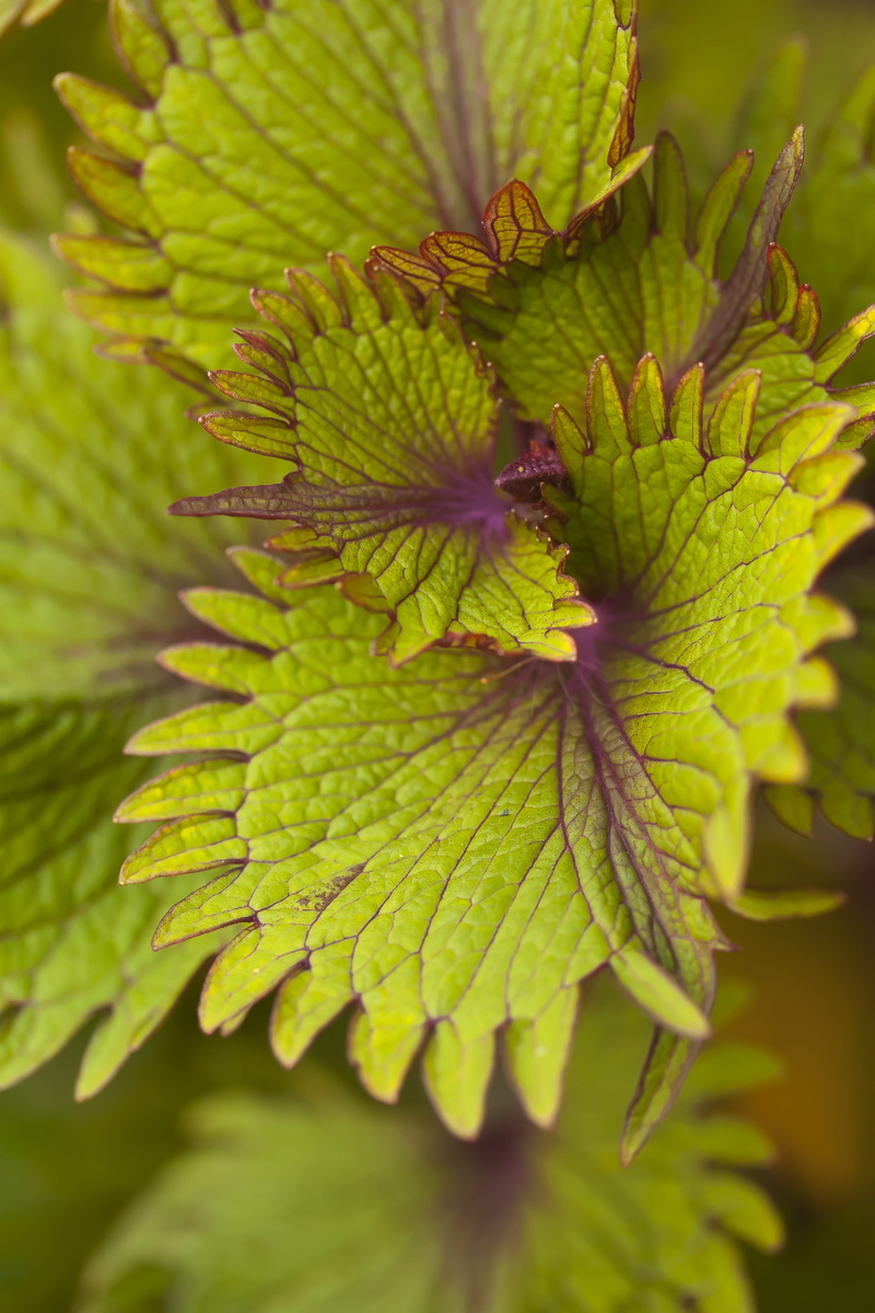 no people, botanical, beautiful, inflorescence, flora, fragility, growth, day, bud, 4K, outdoors, bloom, beauty in nature, plant part, nature, tranquility