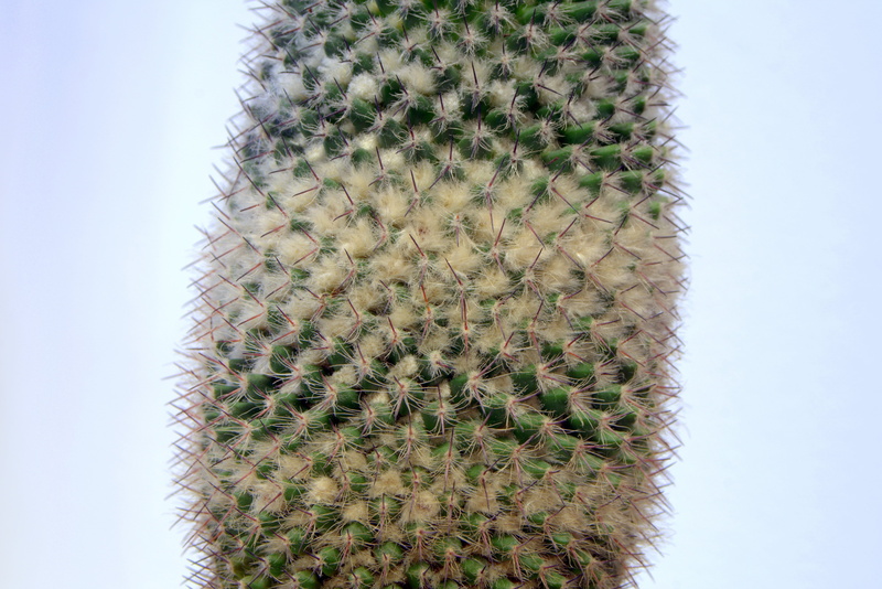 light background, green color, directly below, arid climate, sky, thorn, no people, low angle view, sign, prick, ecosystem, cactus, needles, nature, spikes