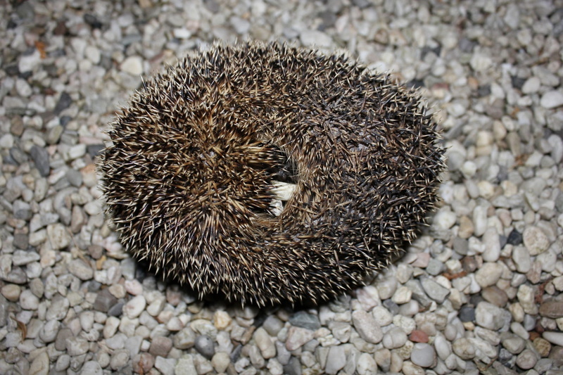 Wildlife, pebble, close-up, animal, spiky, animals in the wild, rock, day, territorial, bristle, focus on foreground, mammal, solid, high angle view, animal themes