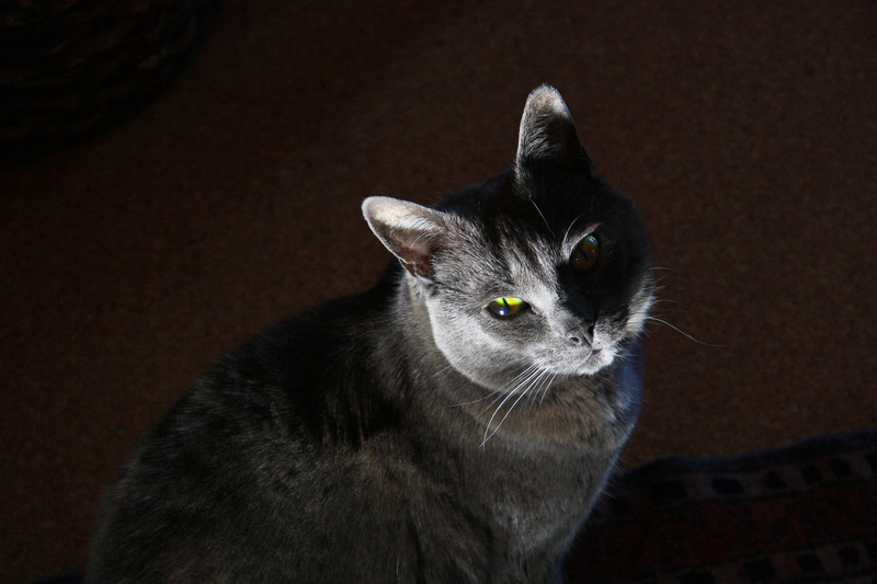 domestic cat, face, looking away, animal, 4K, hardwood, looking, pet, pricked ears, contemplation, pets, indoors, vertebrate, waiting, shadow, silvery