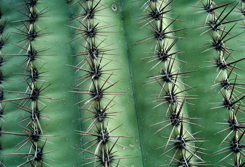 wild, prick, houseplant, beauty in nature, environment, sharp, life, pattern, nature, vegetation, exotic, needle, thorn, sign, spike, prickly pear cactus