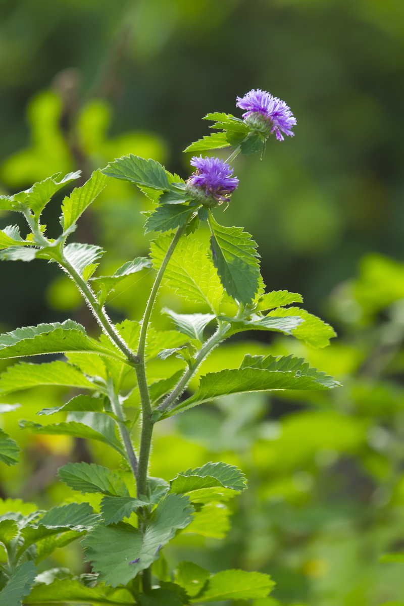 beauty, green color, botanical, macro, growth, focus on foreground, beautiful, pollen, vulnerability, outdoors, freshness, field, fragility, thistle, nature