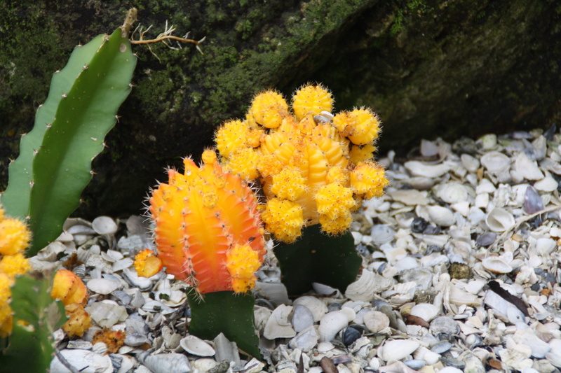 4K, growth, freshness, water, close-up, inflorescence, herb, day, flower head, vulnerability, nature, botany, Natural, botanical, flowering plant, bloom