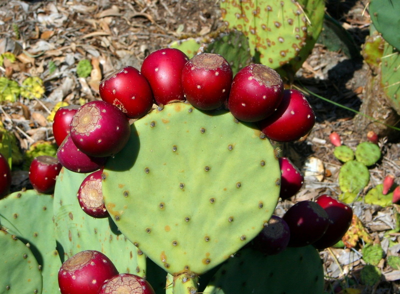 plant part, prickly pear, growth, food, healthy eating, cacti, day, spines, no people, succulent plant, sharp, green, ripe, southwest, botanical, spiky