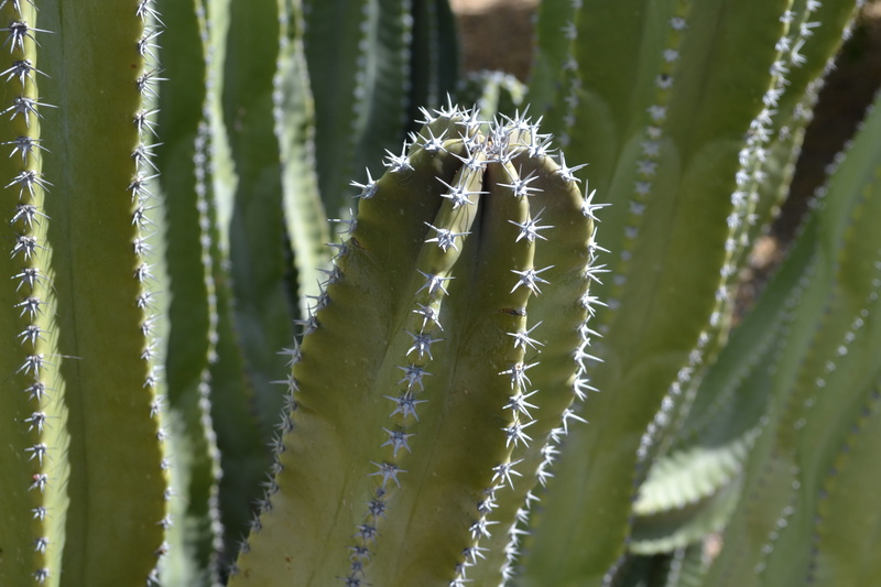 grow, summer, plant part, close-up, desert, thorn, natural, focus on foreground, color, leaf, beauty in nature, 4K, green, prickly, garden, macro, botany