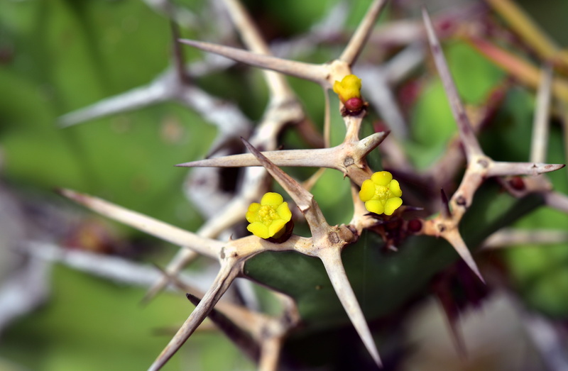 thorns, sharp, close-up, blossom, 5K, spur, unimpressive, flower, engraving, fruit, dangerous, outdoors, focus on foreground, food, plant, day, leaf, healthy eating