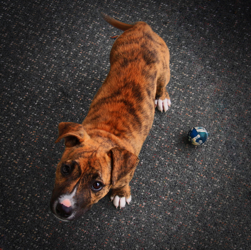 flooring, asphalt, animal, brown, eyes, pet, cat, domestic, cute, high angle view, leash, ball, domestic animals, 1080P, no people, looking at camera