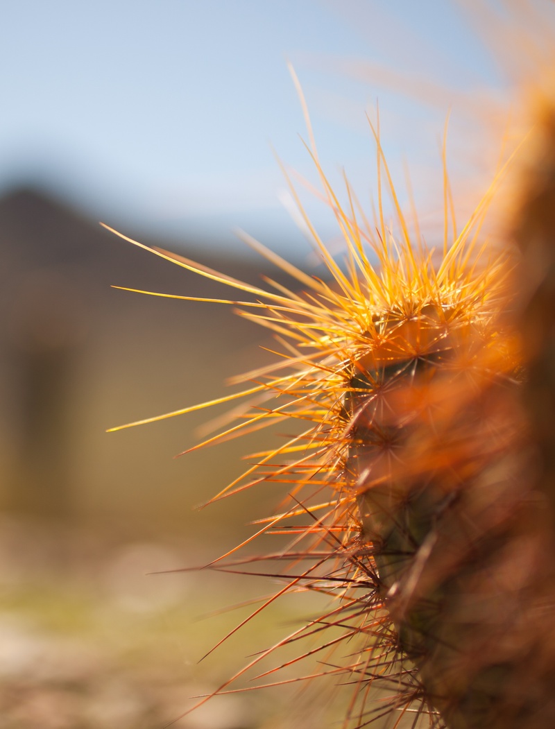 animal wildlife, plant, animals in the wild, sunshine, green, selective focus, beauty in nature, no people, animal, desert, sunrays, spiked, one animal